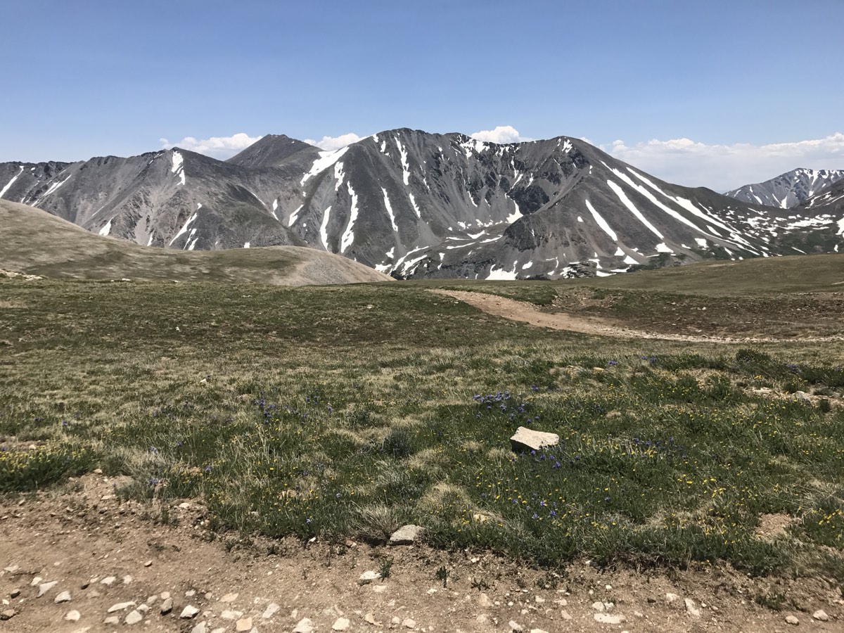 Alpine wildflowers on the tundra beside the Antero trail, with snow-streaked Sawatch peaks across the valley
